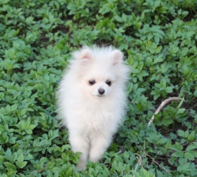 Лучик